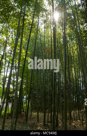 Bambus Wald am Arashhiyama Bezirk in Kyoto, Japan Stockfoto