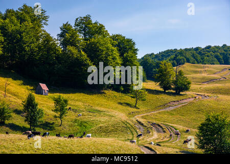 Weide und Halle am Hang. schönen Sommer Landschaft von Carpatian Berg Stockfoto