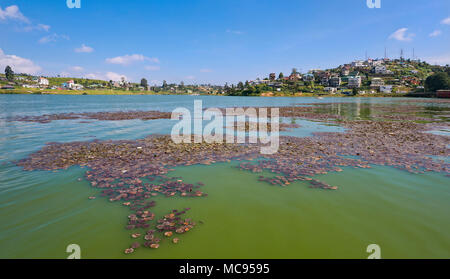 Horizontale Panoramablick auf See Gregor in Nuwara Eliya, Sri Lanka. Stockfoto