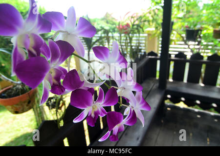 Fotos von Orchideen im Garten Hof des Hauses, Borneo Indonesien. Stockfoto