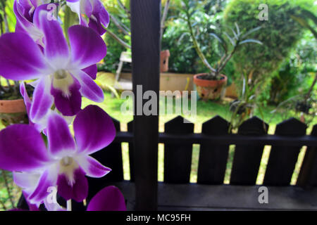 Fotos von Orchideen im Garten Hof des Hauses, Borneo Indonesien. Stockfoto