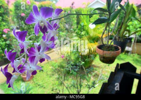 Fotos von Orchideen im Garten Hof des Hauses, Borneo Indonesien. Stockfoto