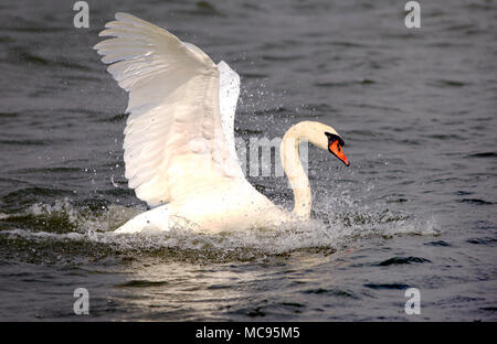 Mute swan, der Nationalvogel von Dänemark berühmt für Märchen an Utterslev Mose, Kopenhagen Stockfoto