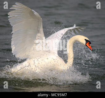 Mute swan, der Nationalvogel von Dänemark berühmt für Märchen an Utterslev Mose, Kopenhagen Stockfoto