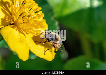 Pollen sammeln von einem Sumpfdotterblume Stockfoto