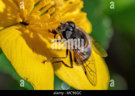 Pollen sammeln von einem Sumpfdotterblume Stockfoto