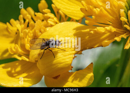 Pollen sammeln von einem Sumpfdotterblume Stockfoto