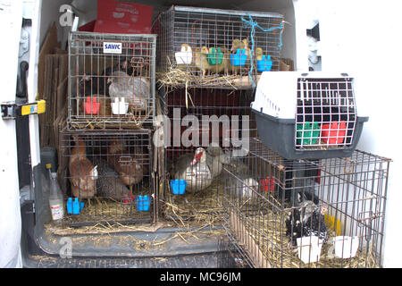 Entenküken, Hühner, Enten alle Geflügel für Verkauf an einem Lebensmittelmarkt. Stockfoto