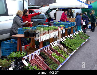 Markt in einem Lebensmittelmarkt mit einer Mischung aus frischen Kräutern und Gemüse Setzlinge bereit, in den Garten gepflanzt werden. skibbereen, Irland Stockfoto