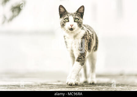 Wandern cat Stockfoto