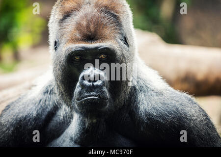 Gorilla portrait Stockfoto