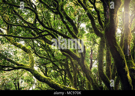 Bäumen bedeckt mit Moos im Anaga Wälder, Teneriffa Stockfoto