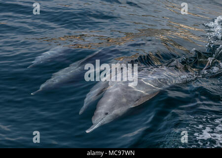 Tümmler schwimmen mit einem Boot in die Fjorde von Oman in Khasab Stockfoto