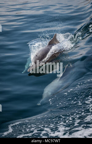 Tümmler schwimmen mit einem Boot in die Fjorde von Oman in Khasab Stockfoto