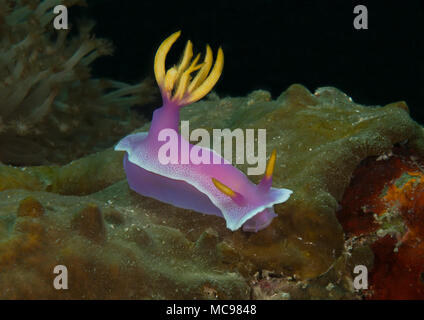 Riesige Doris apolegma Risbecia apolegma Nacktschnecke () Kriechen auf Coral von Bali. Indonesien Stockfoto