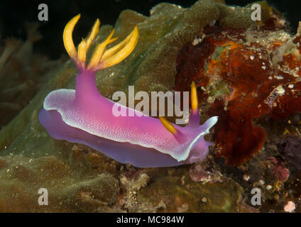 Riesige Doris apolegma Risbecia apolegma Nacktschnecke () Kriechen auf Coral von Bali. Indonesien Stockfoto