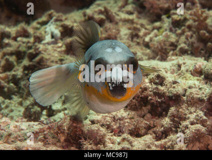 Blackspotted Puffer (Arothron nigropunctatus) Schwimmen über Korallenriff von Bali, Indonesien, von Angesicht zu Angesicht. Stockfoto