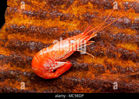 Ein gekocht Gekochte Garnelen, Palaemon serratus, in einer Dropdown-Liste Net in der Nähe von Weymouth Dorset England UK gefangen. Auf ein rostiges Metall Hintergrund. Stockfoto