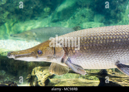 Arapaima gigas, auch pirarucu genannt, ist eine Pflanzenart aus der Gattung der arapaima native auf den Flussbecken des Amazonas. Einmal geglaubt, die einzige Art in der zu werden. Stockfoto