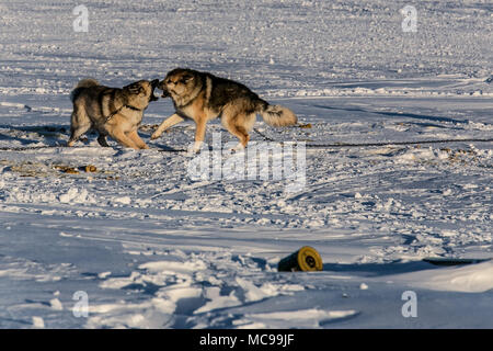 Zwei verkettete Husky Hunde spielen draußen im Schnee in der kanadischen arktischen Weiler Tuktoyaktuk, Northwest Territories. Stockfoto