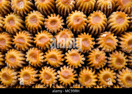 Detail der traditionellen Churros aus Lima, Peru Stockfoto