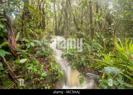 Hochwasser durch den Regenwald zu gießen. Ein Stream hat die Ufer und Wasser über den Waldboden läuft in der Cordillera Del Condor, Ecuador Stockfoto