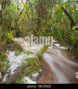 Hochwasser durch den Regenwald zu gießen. Ein Stream hat die Ufer und Wasser über den Waldboden läuft in der Cordillera Del Condor, Ecuador Stockfoto