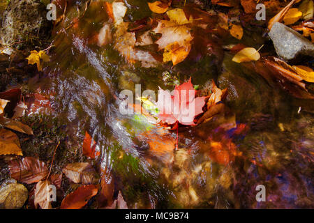 Viele bunte Red Maple Leaf Floating auf dem stream im Herbst. Stockfoto