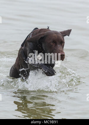 Ein Labrador und Springer Spaniel kreuz Rasse Hund oder labradinger springador. Springen durch das Wasser und das Schwimmen im Meer spielen und gesund. Stockfoto