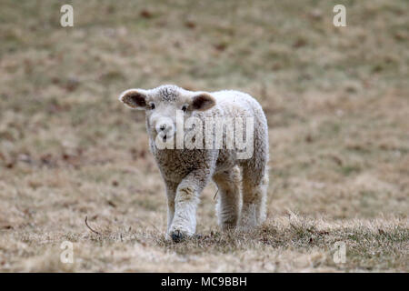 Eine weiße wollige Lamm zu Fuß in einem Feld im Frühling Stockfoto