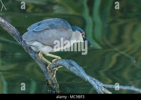 Ein schwarzer - gekrönte Night Heron thront auf einem Ast bereit für die nächste Mahlzeit zu finden. Stockfoto