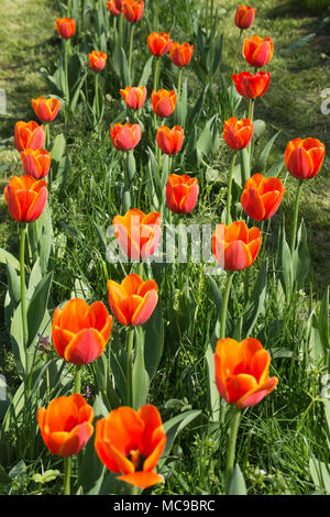 Reihe von orange Tulpen in Ungarn Stockfoto