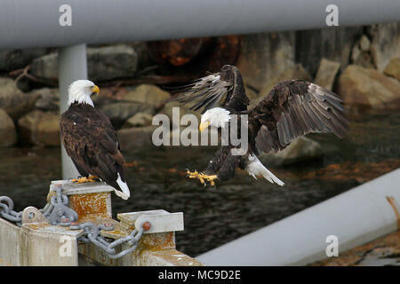 Ein paar wilde Weißkopfseeadler (Haliaeetus leucocephalus) auf einem Dock am Fährterminal Piling auf Pender Island in der kanadischen Gulf Islands. Stockfoto
