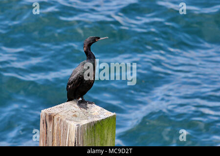 Pelagische Kormoran (Phalacrocorax pelagicus) thront auf einem Dock in der Pender Island Ferry Terminal Rammen in die südlichen Gulf Islands, British Columbia. Stockfoto