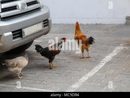 Huhn in die Mitte der Stadt Maun in Botswana Stockfoto