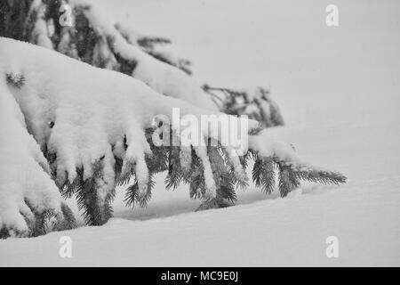 Dieses Bild zeigt die unteren Äste eines reifen Spruce Tree bei starkem Schneefall während eines kalten Winters Blizzard bedeckt. Stockfoto