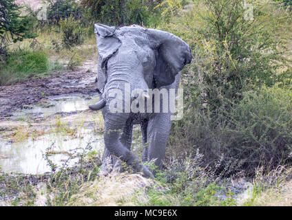 Schlamm bedeckt afrikanischen Elefanten den Kopf an einem Wasserloch in der Nxai Pan National Park in Botswana im Sommer schütteln Stockfoto