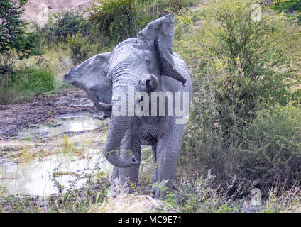 Schlamm bedeckt afrikanischen Elefanten den Kopf an einem Wasserloch in der Nxai Pan National Park in Botswana im Sommer schütteln Stockfoto