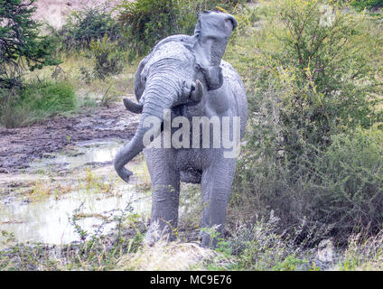 Schlamm bedeckt afrikanischen Elefanten den Kopf an einem Wasserloch in der Nxai Pan National Park in Botswana im Sommer schütteln Stockfoto