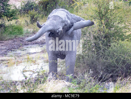 Schlamm bedeckt afrikanischen Elefanten den Kopf an einem Wasserloch in der Nxai Pan National Park in Botswana im Sommer schütteln Stockfoto