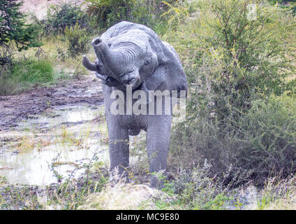 Schlamm bedeckt afrikanischen Elefanten den Kopf an einem Wasserloch in der Nxai Pan National Park in Botswana im Sommer schütteln Stockfoto