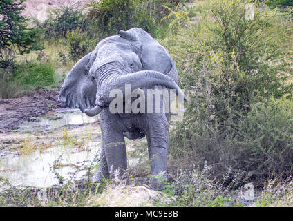 Schlamm bedeckt afrikanischen Elefanten den Kopf an einem Wasserloch in der Nxai Pan National Park in Botswana im Sommer schütteln Stockfoto