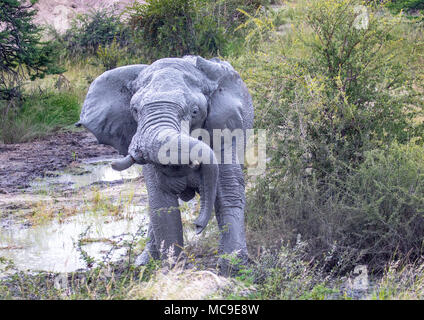 Schlamm bedeckt afrikanischen Elefanten den Kopf an einem Wasserloch in der Nxai Pan National Park in Botswana im Sommer schütteln Stockfoto