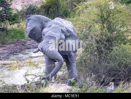 Schlamm bedeckt afrikanischen Elefanten den Kopf an einem Wasserloch in der Nxai Pan National Park in Botswana im Sommer schütteln Stockfoto