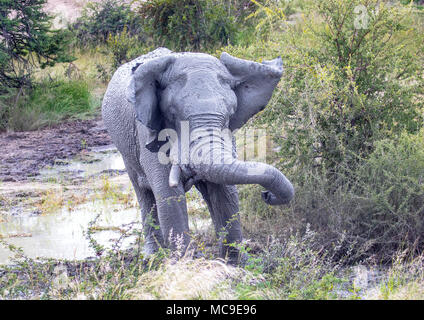 Schlamm bedeckt afrikanischen Elefanten den Kopf an einem Wasserloch in der Nxai Pan National Park in Botswana im Sommer schütteln Stockfoto