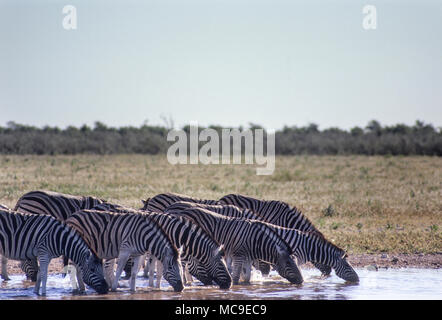 Herde Zebras (Equus burchellii) an einem Wasserloch im Etosha National Park, Namibia, Afrika Stockfoto