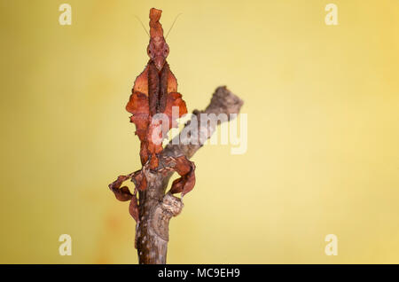 Ghost Mantis. Phyllocrania paradoxa auf gelben Hintergrund. Stockfoto