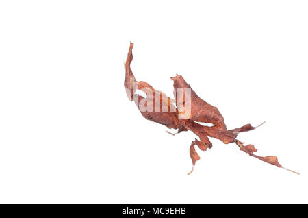 Ghost Mantis. Phyllocrania paradoxa auf weißem Hintergrund. Stockfoto