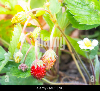 Verwischt. Helle rote Erdbeere wächst auf einem Busch aus dem Land der steigenden jungen Erdbeere mit Sonnenuntergang hellen Hintergrund. Stockfoto