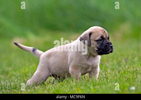 Neugieriger englischer Mastiff-Welpe, ein paar Wochen alt, auf Gras stehend, Porträt Stockfoto